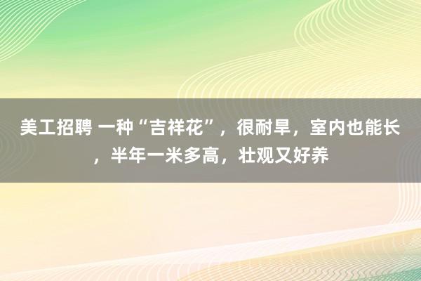 美工招聘 一种“吉祥花”，很耐旱，室内也能长，半年一米多高，壮观又好养